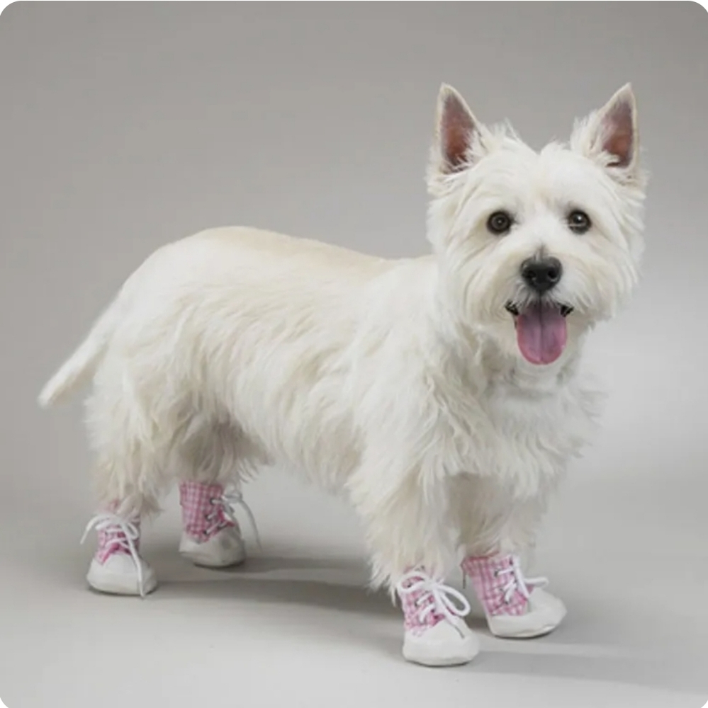 Doggie Shoes! 🐶
